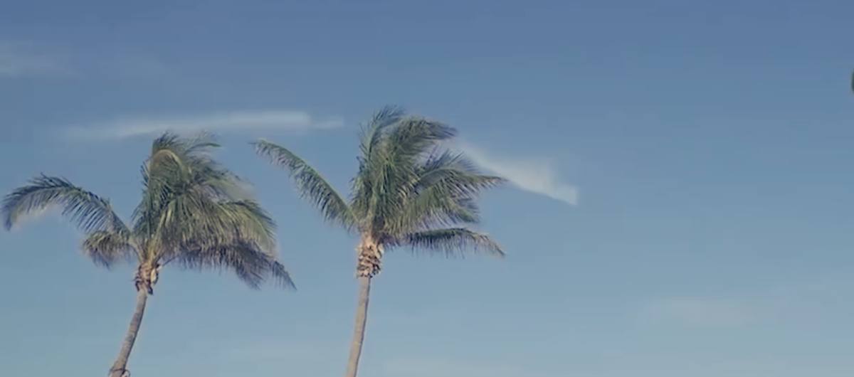 Palm trees against a blue sky at Palm Beach Par 3, the oceanfront par-3 course in Palm Beach